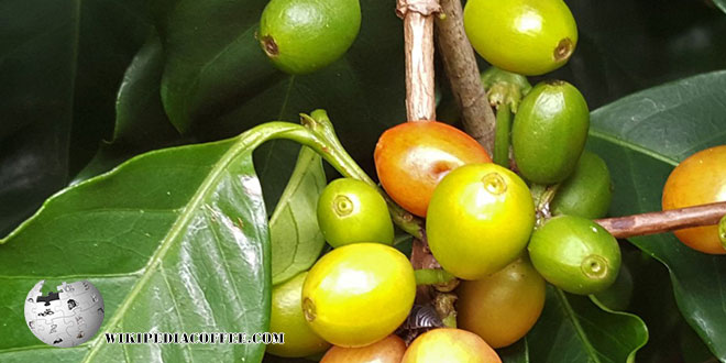 قهوه کاتوای
