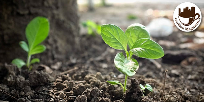 Soil